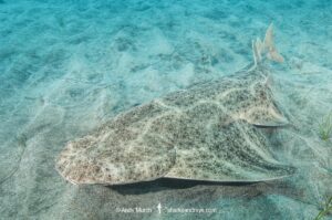 Common Angelshark, Squatina squatina. Aka angel shark or monkfish. El Cabron Marine Park, Arinaga, Gran Canaria, Canary Islands, eastern Atlantic Ocean.