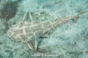 Common Angelshark, Squatina squatina. Aka angel shark or monkfish. El Cabron Marine Park, Arinaga, Gran Canaria, Canary Islands, eastern Atlantic Ocean.