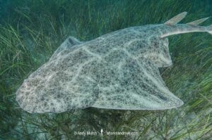 Common Angelshark, Squatina squatina. Aka angel shark or monkfish. El Cabron Marine Park, Arinaga, Gran Canaria, Canary Islands, eastern Atlantic Ocean.