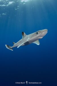 Cuban Dogfish, Squalus cubensis, Exuma Sound, Bahamas, Atlantic Ocean.