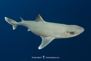 Cuban Dogfish, Squalus cubensis, Exuma Sound, Bahamas, Atlantic Ocean.