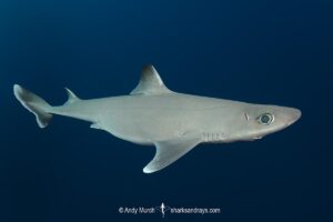 Cuban Dogfish, Squalus cubensis, Exuma Sound, Bahamas, Atlantic Ocean.