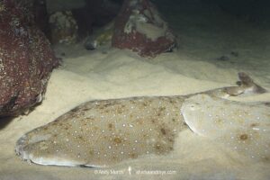 Eastern angelshark, Squatina albipunctata, aka Eastern Australian Angel Shark, Merimbula, New South Whales, Australia.