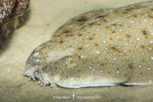 Eastern angelshark, Squatina albipunctata, aka Eastern Australian Angel Shark, Merimbula, New South Whales, Australia.