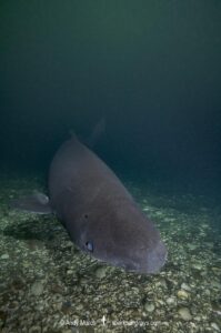 Greenland Shark, Somniosus microcephalus, A member of the sleeper shark family. Baie Comeeau, Quebec, Canada, Saint Lawrence River, Atlantic Ocean.