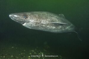 Greenland Shark, Somniosus microcephalus, A member of the sleeper shark family. Baie Comeeau, Quebec, Canada, Saint Lawrence River, Atlantic Ocean.