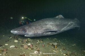 Greenland Shark, Somniosus microcephalus, A member of the sleeper shark family. Baie Comeeau, Quebec, Canada, Saint Lawrence River, Atlantic Ocean.