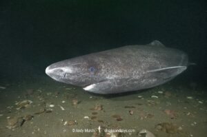 Greenland Shark, Somniosus microcephalus, A member of the sleeper shark family. Baie Comeeau, Quebec, Canada, Saint Lawrence River, Atlantic Ocean.