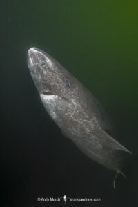 Greenland Shark, Somniosus microcephalus, A member of the sleeper shark family. Baie Comeeau, Quebec, Canada, Saint Lawrence River, Atlantic Ocean.