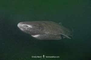 Greenland Shark, Somniosus microcephalus, A member of the sleeper shark family. Baie Comeeau, Quebec, Canada, Saint Lawrence River, Atlantic Ocean.