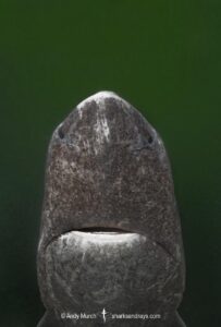 Greenland Shark, Somniosus microcephalus, A member of the sleeper shark family. Baie Comeeau, Quebec, Canada, Saint Lawrence River, Atlantic Ocean.