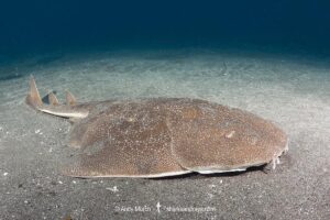Japanese Angelshark, Squatina japonica. Aka Japanese Angel Shark. Chiba Prefecture, Honshu, Sea of Japan.