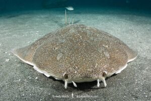 Japanese Angelshark, Squatina japonica. Aka Japanese Angel Shark. Chiba Prefecture, Honshu, Sea of Japan.