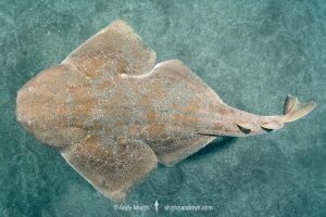 Japanese Angelshark, Squatina japonica. Aka Japanese Angel Shark. Chiba Prefecture, Honshu, Sea of Japan.