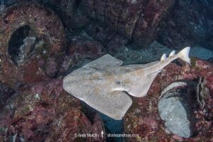 Japanese Angelshark, Squatina japonica. Aka Japanese Angel Shark. Hatsushima Island, Izu Peninsula, Honshu, Sea of Japan.