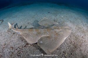 Japanese Angelshark, Squatina japonica. Aka Japanese Angel Shark. Hatsushima Island, Izu Peninsula, Honshu, Sea of Japan.