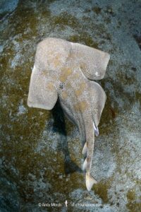 Japanese Angelshark, Squatina japonica. Aka Japanese Angel Shark. Hatsushima Island, Izu Peninsula, Honshu, Sea of Japan.