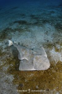 Japanese Angelshark, Squatina japonica. Aka Japanese Angel Shark. Hatsushima Island, Izu Peninsula, Honshu, Sea of Japan.