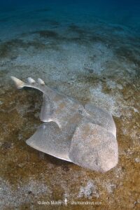 Japanese Angelshark, Squatina japonica. Aka Japanese Angel Shark. Hatsushima Island, Izu Peninsula, Honshu, Sea of Japan.