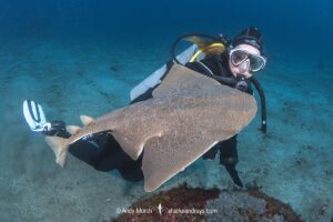Japanese Angelshark, Squatina japonica. Aka Japanese Angel Shark. Hatsushima Island, Izu Peninsula, Honshu, Sea of Japan.