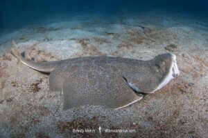Japanese Angelshark, Squatina japonica. Aka Japanese Angel Shark. Hatsushima Island, Izu Peninsula, Honshu, Sea of Japan.