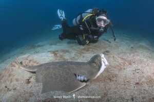 Japanese Angelshark, Squatina japonica. Aka Japanese Angel Shark. Hatsushima Island, Izu Peninsula, Honshu, Sea of Japan.