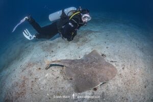 Japanese Angelshark, Squatina japonica. Aka Japanese Angel Shark. Hatsushima Island, Izu Peninsula, Honshu, Sea of Japan.