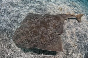 Japanese Angelshark, Squatina japonica. Aka Japanese Angel Shark. Hatsushima Island, Izu Peninsula, Honshu, Sea of Japan.