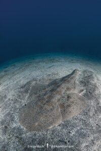 Japanese Angelshark, Squatina japonica. Aka Japanese Angel Shark. Hatsushima Island, Izu Peninsula, Honshu, Sea of Japan.