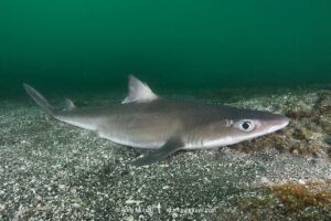 Japanese spurdog, Squalus japonicus, Chiba prefecture, Honshu, Japan, Northwest Pacific Ocean