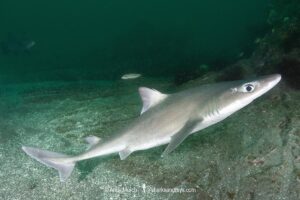 Japanese spurdog, Squalus japonicus, Chiba prefecture, Honshu, Japan, Northwest Pacific Ocean