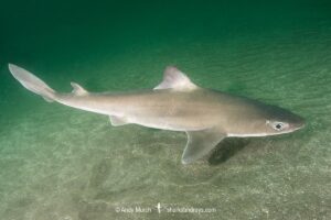 Japanese spurdog, Squalus japonicus, Chiba prefecture, Honshu, Japan, Northwest Pacific Ocean