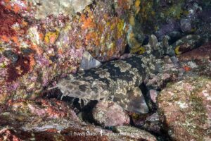 Japanese Wobbegong, Orectolobus japonicus. The only wobbegong species in the northern hemisphere. From Japan, Korea, China, Taiwan and Vietnam.