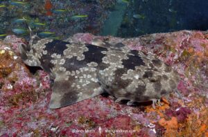 Japanese Wobbegong, Orectolobus japonicus. The only wobbegong species in the northern hemisphere. From Japan, Korea, China, Taiwan and Vietnam.