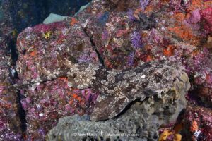 Japanese Wobbegong, Orectolobus japonicus. The only wobbegong species in the northern hemisphere. From Japan, Korea, China, Taiwan and Vietnam.