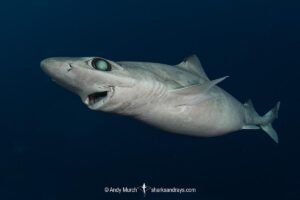 Little Gulper Shark, Centrophorus uyato. Cape Eleuthera, Bahamas, Atlantic Ocean.