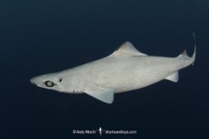 Little Gulper Shark, Centrophorus uyato. Cape Eleuthera, Bahamas, Atlantic Ocean.
