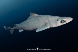 Little Gulper Shark, Centrophorus uyato. Cape Eleuthera, Bahamas, Atlantic Ocean.
