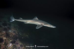 North Pacific Spiny Dogfish, Squalus suckleyi. Until recently, thought to be a regional variant of Squalus acanthias. Quadra Island, Salish Sea, Canada, North Pacific.