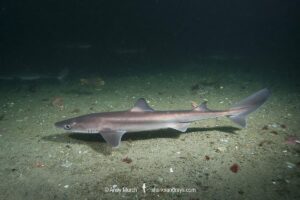 North Pacific Spiny Dogfish, Squalus suckleyi. Until recently, thought to be a regional variant of Squalus acanthias. Quadra Island, Salish Sea, Canada, North Pacific.