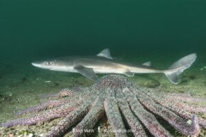 North Pacific Spiny Dogfish, Squalus suckleyi. Until recently, thought to be a regional variant of Squalus acanthias. Quadra Island, Salish Sea, Canada, North Pacific.