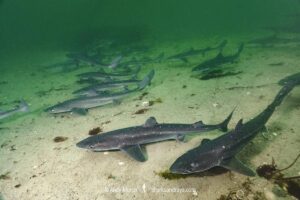 North Pacific Spiny Dogfish, Squalus suckleyi. Until recently, thought to be a regional variant of Squalus acanthias. Quadra Island, Salish Sea, Canada, North Pacific.