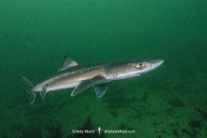 North Pacific Spiny Dogfish, Squalus suckleyi. Until recently, thought to be a regional variant of Squalus acanthias. Quadra Island, Salish Sea, Canada, North Pacific.