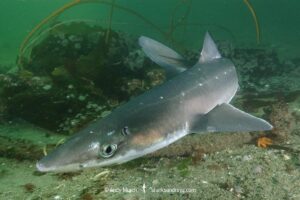 North Pacific Spiny Dogfish, Squalus suckleyi. Until recently, thought to be a regional variant of Squalus acanthias. Quadra Island, Salish Sea, Canada, North Pacific.