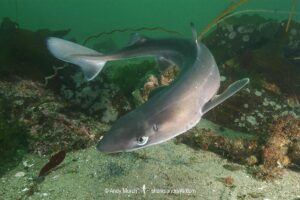 North Pacific Spiny Dogfish, Squalus suckleyi. Until recently, thought to be a regional variant of Squalus acanthias. Quadra Island, Salish Sea, Canada, North Pacific.
