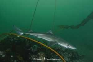 North Pacific Spiny Dogfish, Squalus suckleyi. Until recently, thought to be a regional variant of Squalus acanthias. Quadra Island, Salish Sea, Canada, North Pacific.