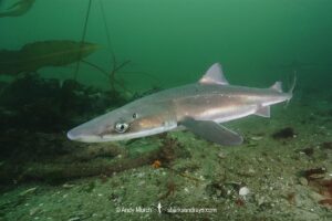 North Pacific Spiny Dogfish, Squalus suckleyi. Until recently, thought to be a regional variant of Squalus acanthias. Quadra Island, Salish Sea, Canada, North Pacific.