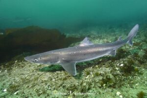 North Pacific Spiny Dogfish, Squalus suckleyi. Until recently, thought to be a regional variant of Squalus acanthias. Quadra Island, Salish Sea, Canada, North Pacific.