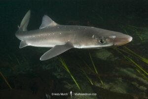 North Pacific Spiny Dogfish, Squalus suckleyi. Until recently, thought to be a regional variant of Squalus acanthias. Quadra Island, Salish Sea, Canada, North Pacific.