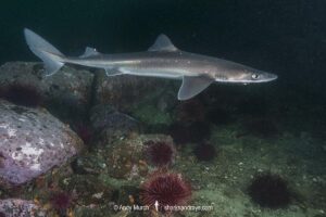 North Pacific Spiny Dogfish, Squalus suckleyi. Until recently, thought to be a regional variant of Squalus acanthias. Quadra Island, Salish Sea, Canada, North Pacific.
